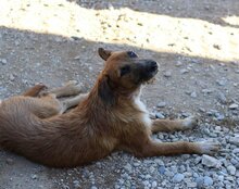 OSCAR, Hund, Mischlingshund in Kroatien - Bild 12