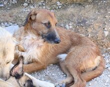 OSCAR, Hund, Mischlingshund in Kroatien - Bild 14