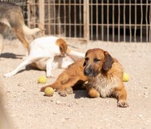 OSCAR, Hund, Mischlingshund in Kroatien - Bild 16