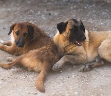 OSCAR, Hund, Mischlingshund in Kroatien - Bild 17