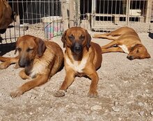 OSCAR, Hund, Mischlingshund in Kroatien - Bild 18