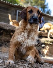OSCAR, Hund, Mischlingshund in Kroatien - Bild 19