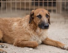 OSCAR, Hund, Mischlingshund in Kroatien - Bild 2