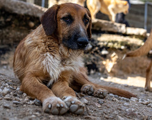 OSCAR, Hund, Mischlingshund in Kroatien - Bild 20