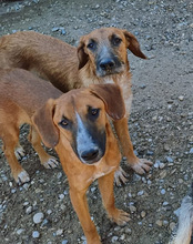 OSCAR, Hund, Mischlingshund in Kroatien - Bild 21
