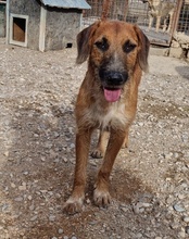 OSCAR, Hund, Mischlingshund in Kroatien - Bild 22