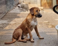 OSCAR, Hund, Mischlingshund in Kroatien - Bild 23