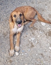 OSCAR, Hund, Mischlingshund in Kroatien - Bild 24