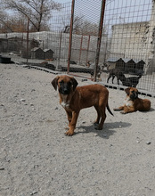 OSCAR, Hund, Mischlingshund in Kroatien - Bild 27