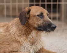 OSCAR, Hund, Mischlingshund in Kroatien - Bild 4