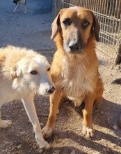 OSCAR, Hund, Mischlingshund in Kroatien - Bild 6