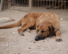 OSCAR, Hund, Mischlingshund in Kroatien - Bild 7