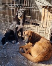 OSCAR, Hund, Mischlingshund in Kroatien - Bild 9