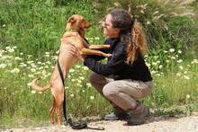 BELEN, Hund, Podenco Andaluz in Spanien - Bild 4