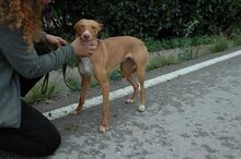NATI, Hund, Podenco Andaluz in Spanien - Bild 7