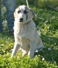 ASKAN, Hund, Mischlingshund in Griechenland - Bild 1