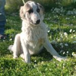 ASKAN, Hund, Mischlingshund in Griechenland - Bild 2