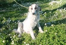 ASKAN, Hund, Mischlingshund in Griechenland - Bild 3