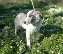 ASKAN, Hund, Mischlingshund in Griechenland - Bild 4