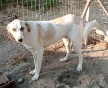 ASKAN, Hund, Mischlingshund in Griechenland - Bild 7