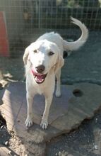 AYKO, Hund, Mischlingshund in Griechenland - Bild 1