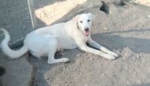 AYKO, Hund, Mischlingshund in Griechenland - Bild 2