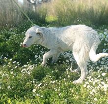 AYKO, Hund, Mischlingshund in Griechenland - Bild 6