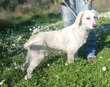 AYKO, Hund, Mischlingshund in Griechenland - Bild 8