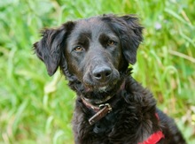 ELVIRA, Hund, Mischlingshund in Griechenland - Bild 2