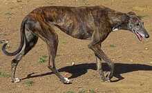 NEREA, Hund, Galgo Español in Spanien - Bild 2
