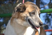 SASHA, Hund, Herdenschutzhund-Mix in Spanien - Bild 1