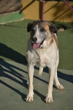 SASHA, Hund, Herdenschutzhund-Mix in Spanien - Bild 11