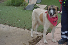 SASHA, Hund, Herdenschutzhund-Mix in Spanien - Bild 16