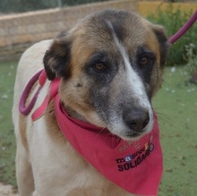 SASHA, Hund, Herdenschutzhund-Mix in Spanien - Bild 17