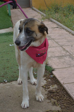 SASHA, Hund, Herdenschutzhund-Mix in Spanien - Bild 18