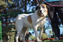SASHA, Hund, Herdenschutzhund-Mix in Spanien - Bild 2