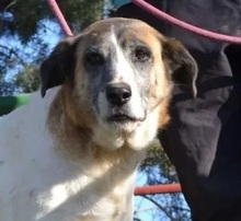 SASHA, Hund, Herdenschutzhund-Mix in Spanien - Bild 3