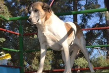 SASHA, Hund, Herdenschutzhund-Mix in Spanien - Bild 4