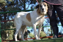 SASHA, Hund, Herdenschutzhund-Mix in Spanien - Bild 5