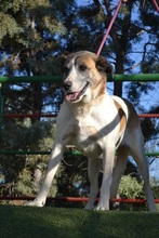 SASHA, Hund, Herdenschutzhund-Mix in Spanien - Bild 6