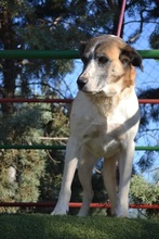 SASHA, Hund, Herdenschutzhund-Mix in Spanien - Bild 7