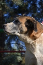 SASHA, Hund, Herdenschutzhund-Mix in Spanien - Bild 8