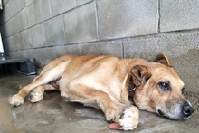 NERON, Hund, Mischlingshund in Spanien - Bild 2