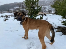 SANSON, Hund, Mischlingshund in Spanien - Bild 2