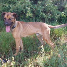 SANSON, Hund, Mischlingshund in Spanien - Bild 3