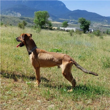 SANSON, Hund, Mischlingshund in Spanien - Bild 5