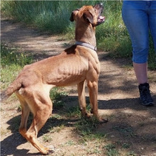 SANSON, Hund, Mischlingshund in Spanien - Bild 7