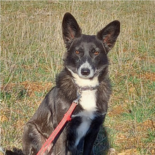 FOXY, Hund, Mischlingshund in Spanien - Bild 2