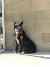 FOXY, Hund, Mischlingshund in Spanien - Bild 4
