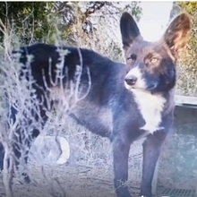 FOXY, Hund, Mischlingshund in Spanien - Bild 5